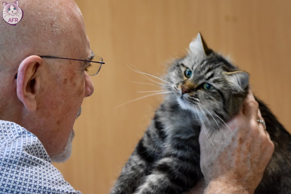 Exposition féline de Mortagne au Perche 2019