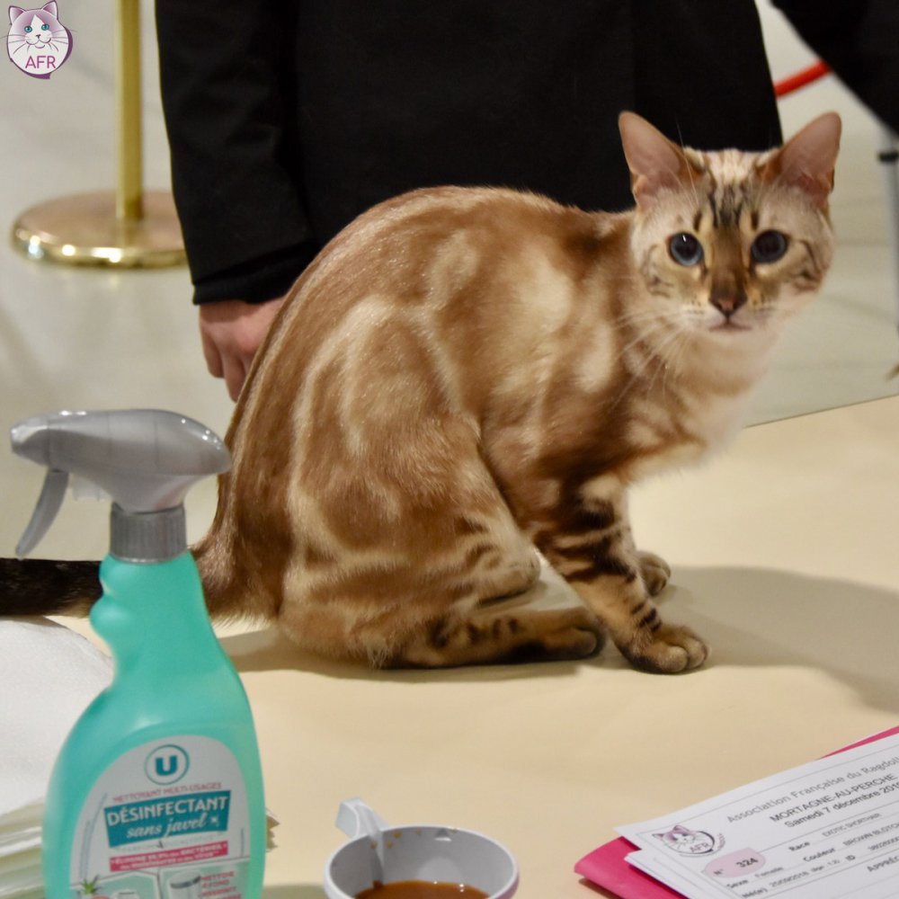 Exposition féline de Mortagne au Perche 2019