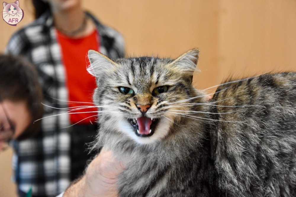 Exposition féline de Mortagne au Perche 2019