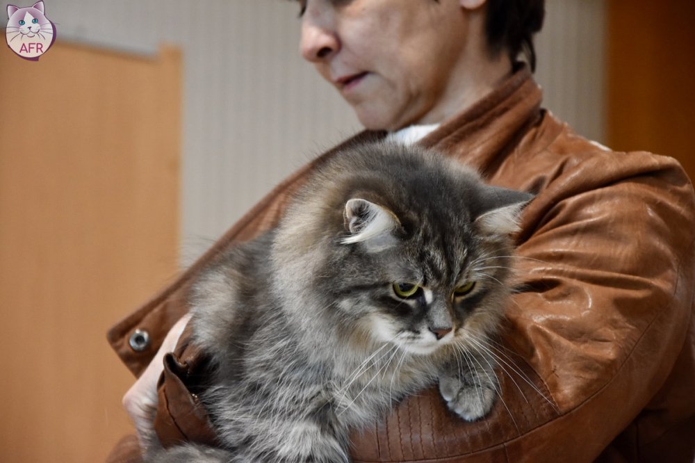 Exposition féline de Mortagne au Perche 2019