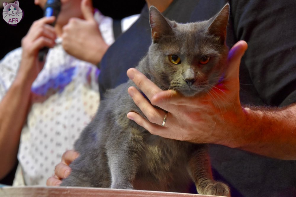 Exposition féline de Mortagne au Perche 2019