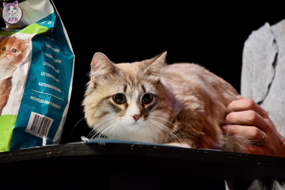 Exposition féline de Mortagne au Perche 2019