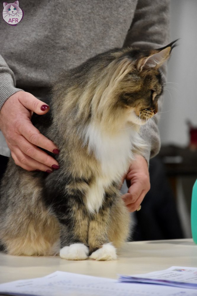 Exposition féline de Mortagne au Perche 2019