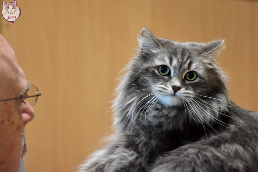 Exposition féline de Mortagne au Perche 2019