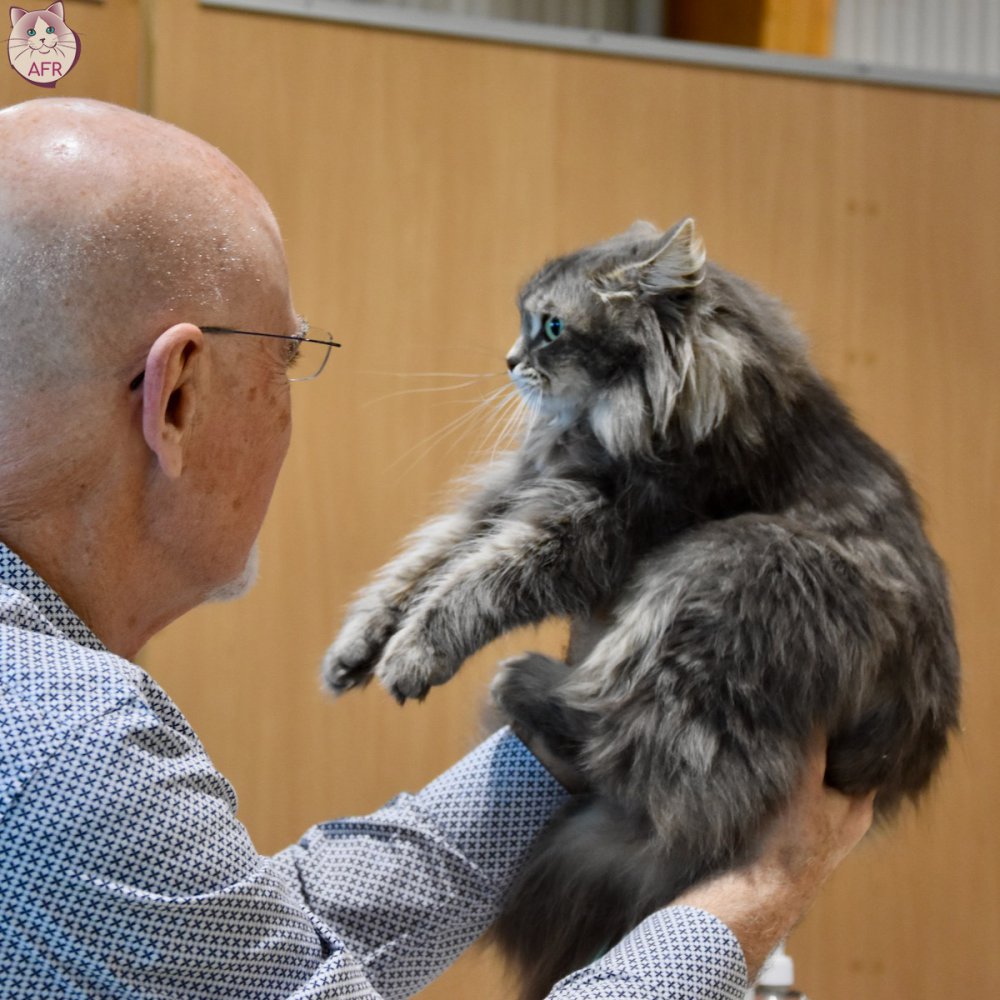 Exposition féline de Mortagne au Perche 2019