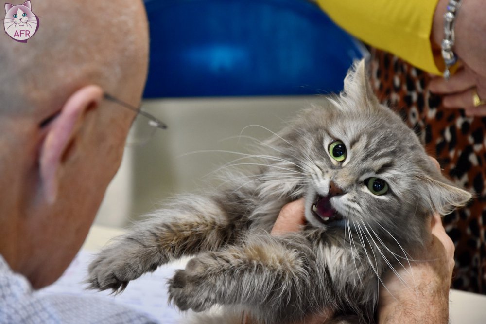 Exposition féline de Mortagne au Perche 2019