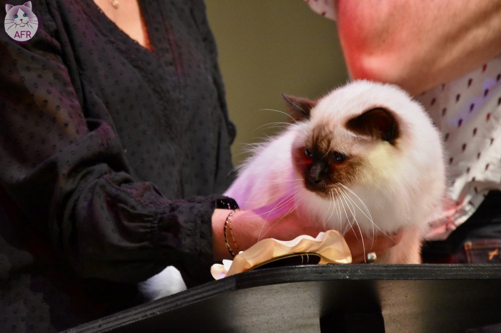 Exposition féline de Mortagne au Perche 2019