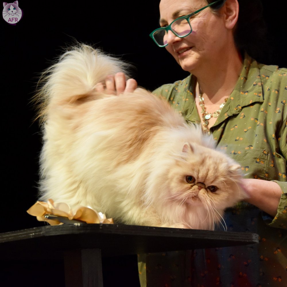 Exposition féline de Mortagne au Perche 2019