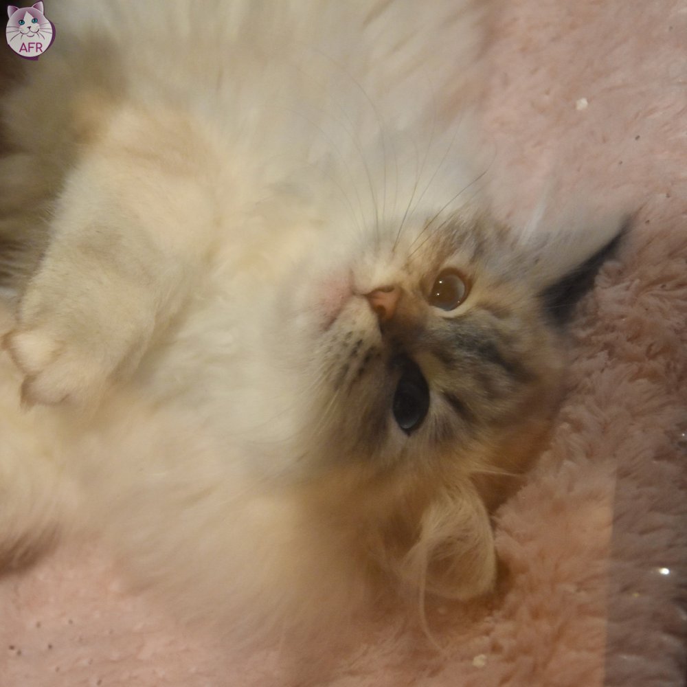 Exposition féline de Mortagne au Perche 2019