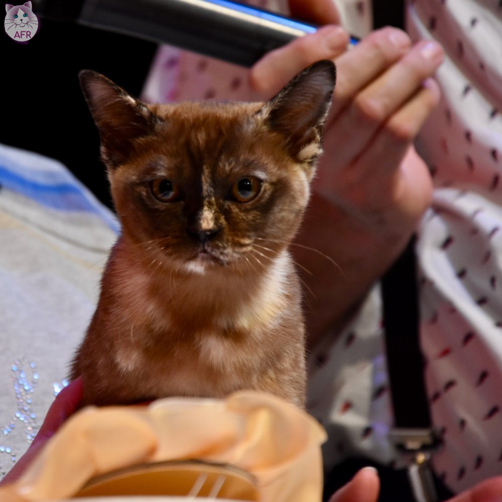 Exposition féline de Mortagne au Perche 2019