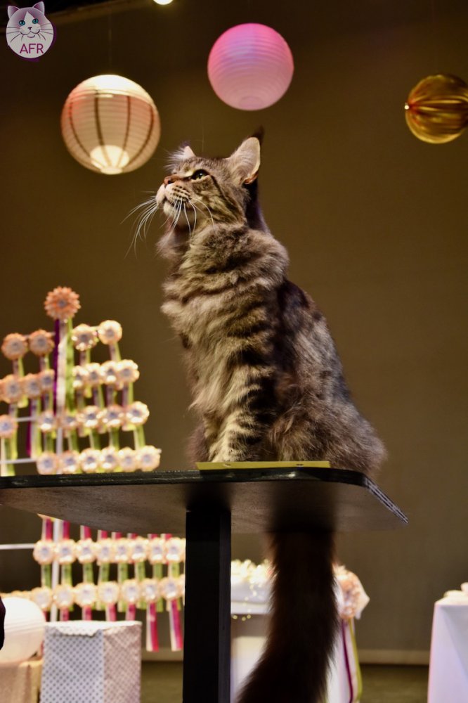 Exposition féline de Mortagne au Perche 2019