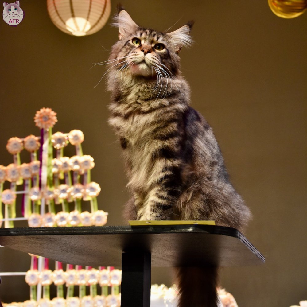 Exposition féline de Mortagne au Perche 2019