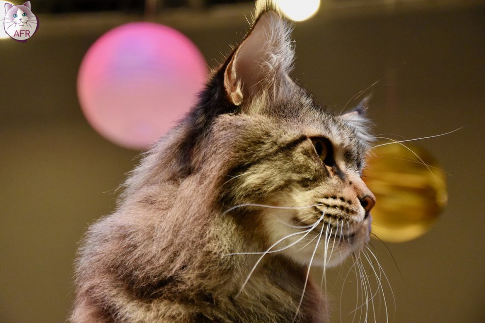 Exposition féline de Mortagne au Perche 2019