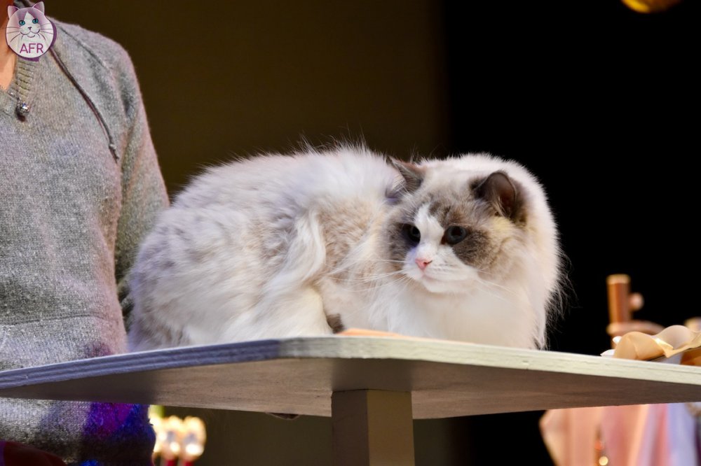 Exposition féline de Mortagne au Perche 2019