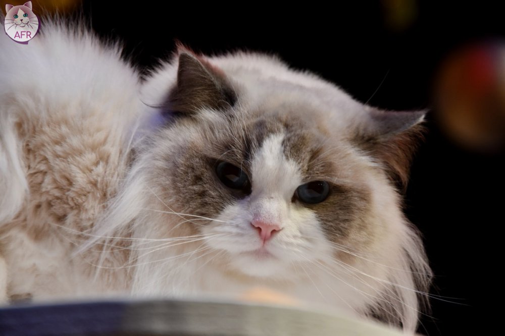 Exposition féline de Mortagne au Perche 2019