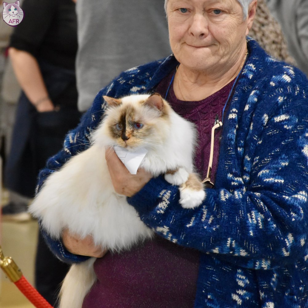 Exposition féline de Mortagne au Perche 2019