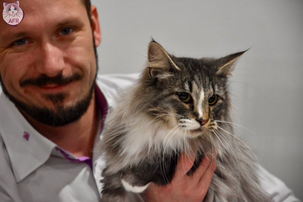 Exposition féline de Mortagne au Perche 2019