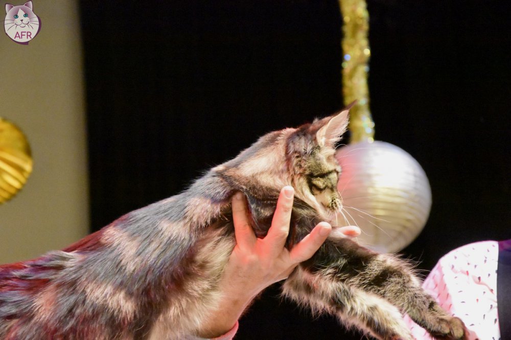 Exposition féline de Mortagne au Perche 2019