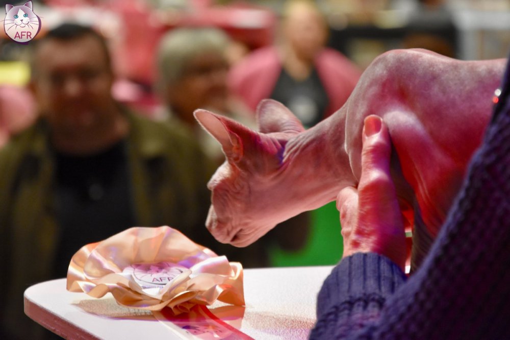 Exposition féline de Mortagne au Perche 2019