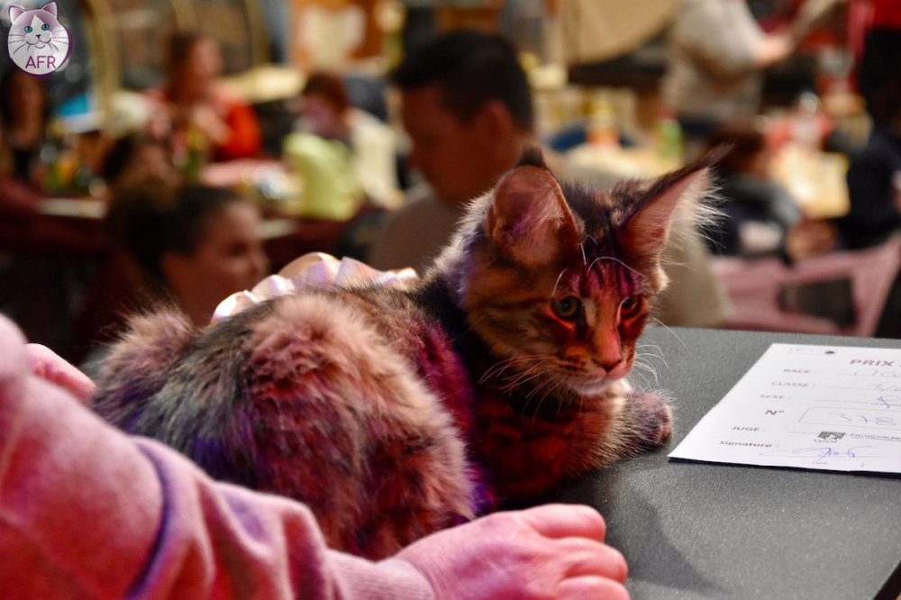 Exposition féline de Mortagne au Perche 2019