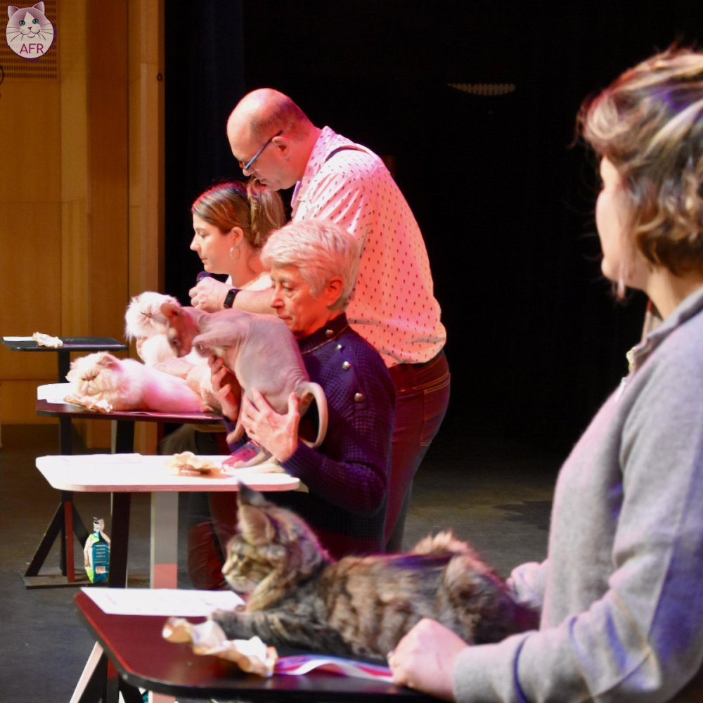 Exposition féline de Mortagne au Perche 2019