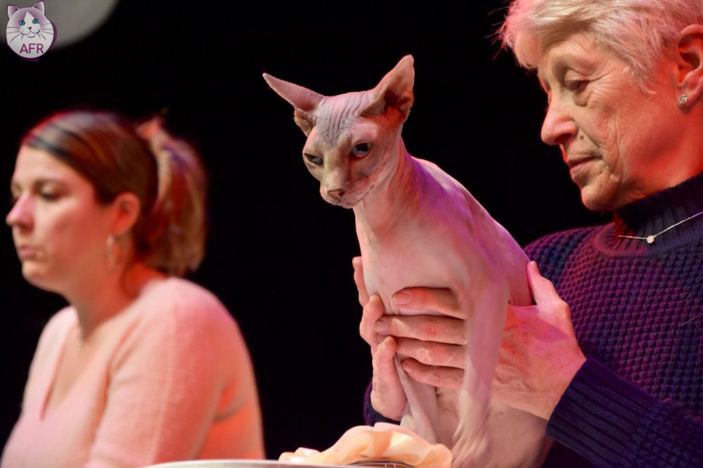 Exposition féline de Mortagne au Perche 2019