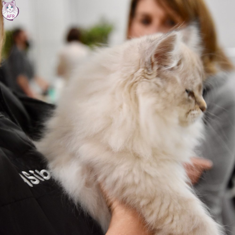 Exposition féline de Mortagne au Perche 2019