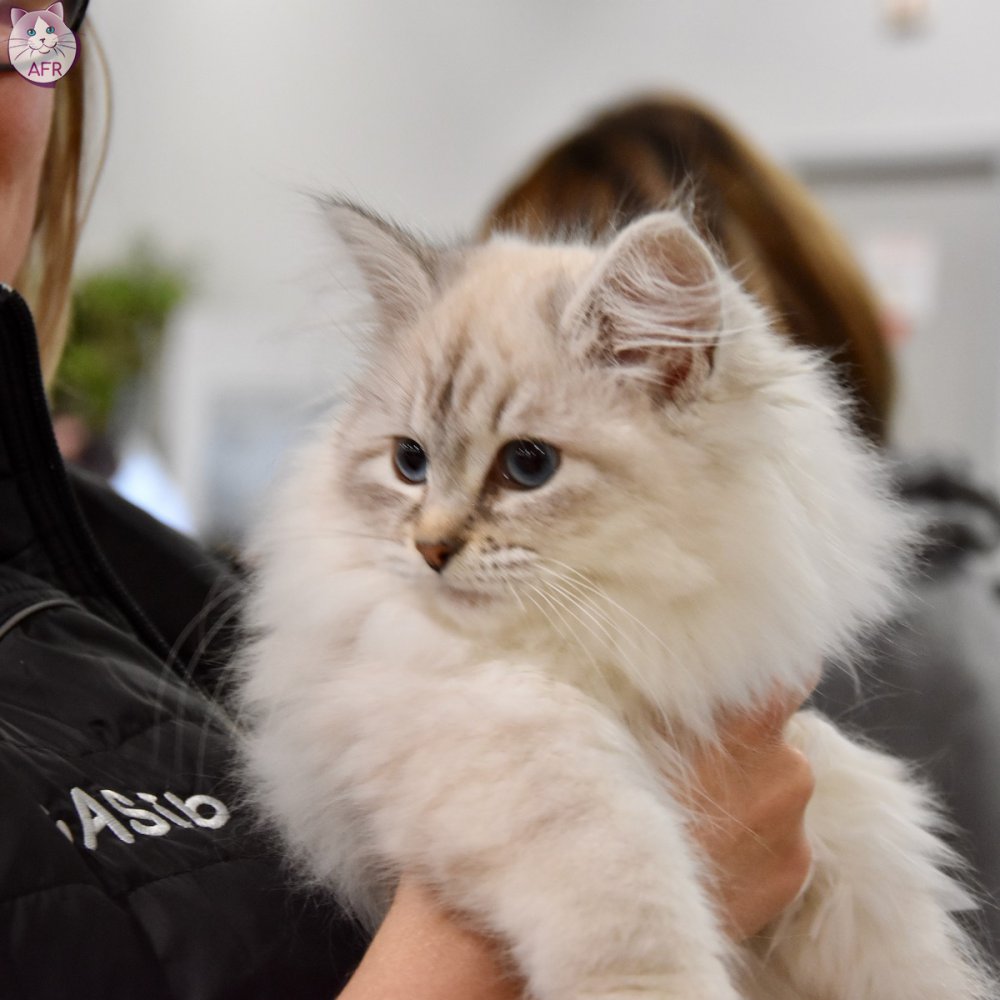 Exposition féline de Mortagne au Perche 2019