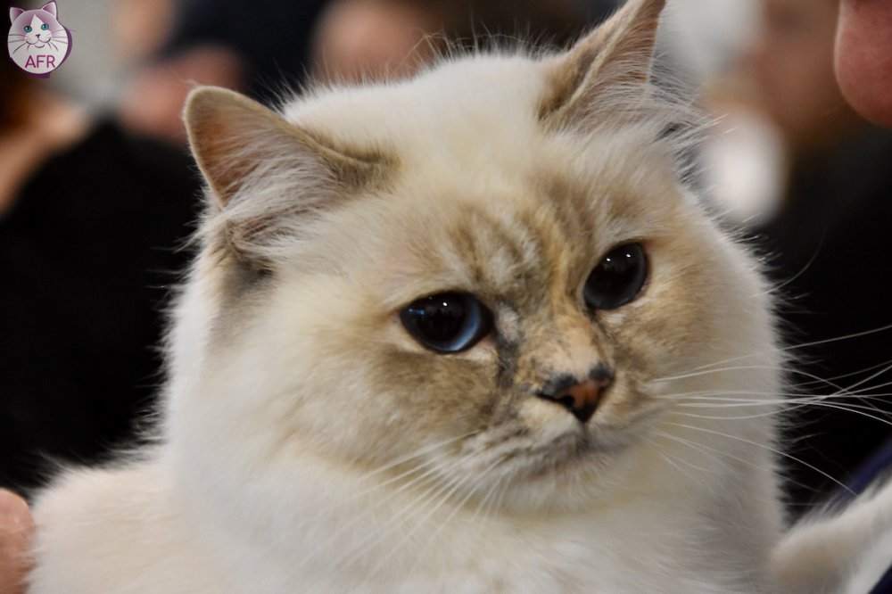 Exposition féline de Mortagne au Perche 2019