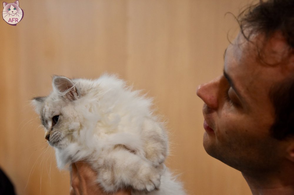 Exposition féline de Mortagne au Perche 2019