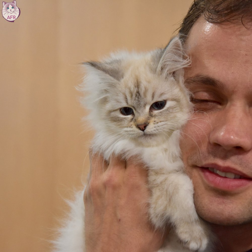 Exposition féline de Mortagne au Perche 2019