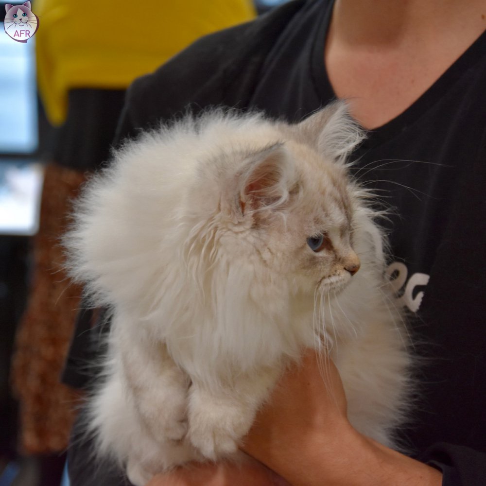 Exposition féline de Mortagne au Perche 2019