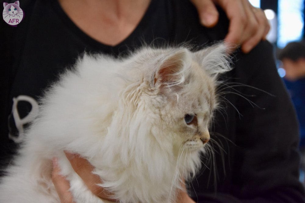 Exposition féline de Mortagne au Perche 2019