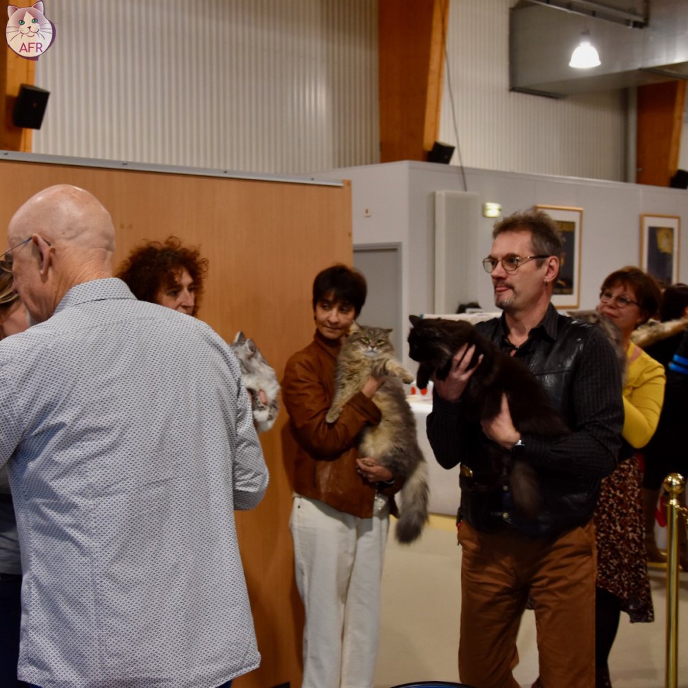 Exposition féline de Mortagne au Perche 2019