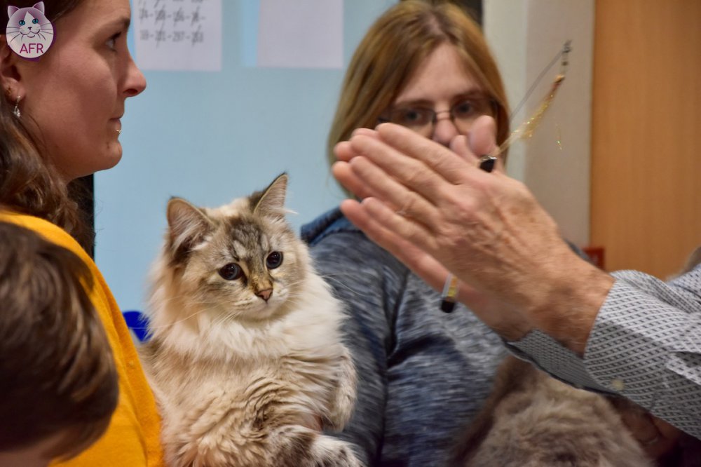 Exposition féline de Mortagne au Perche 2019