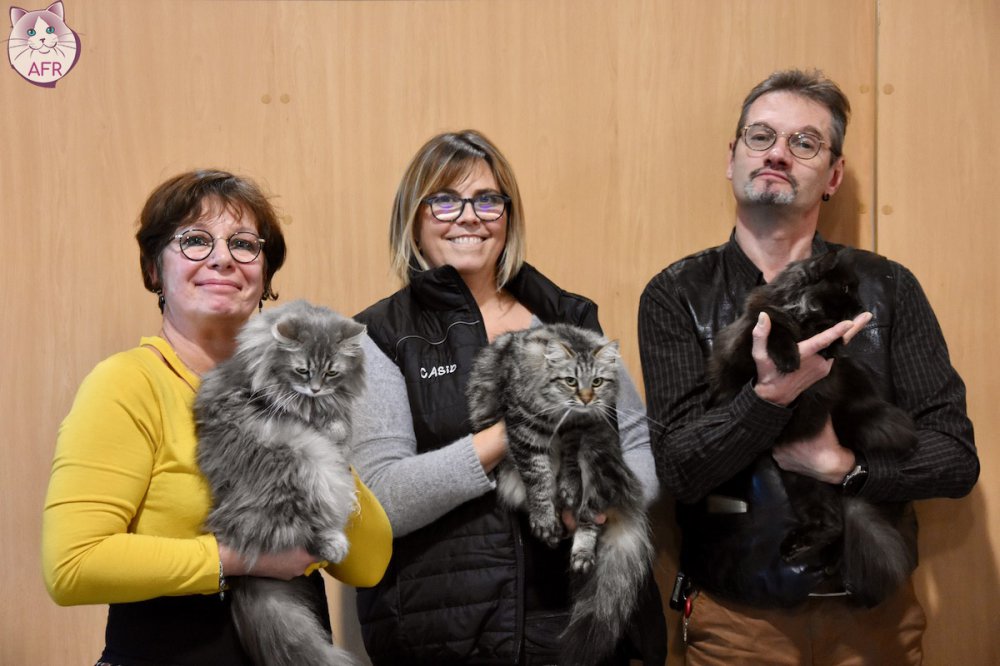 Exposition féline de Mortagne au Perche 2019