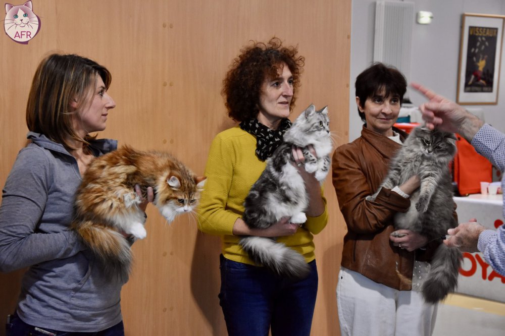 Exposition féline de Mortagne au Perche 2019