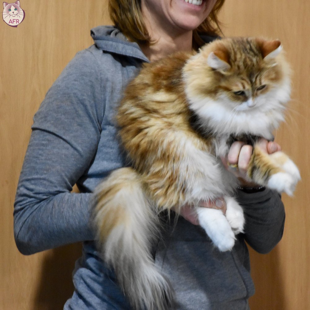 Exposition féline de Mortagne au Perche 2019