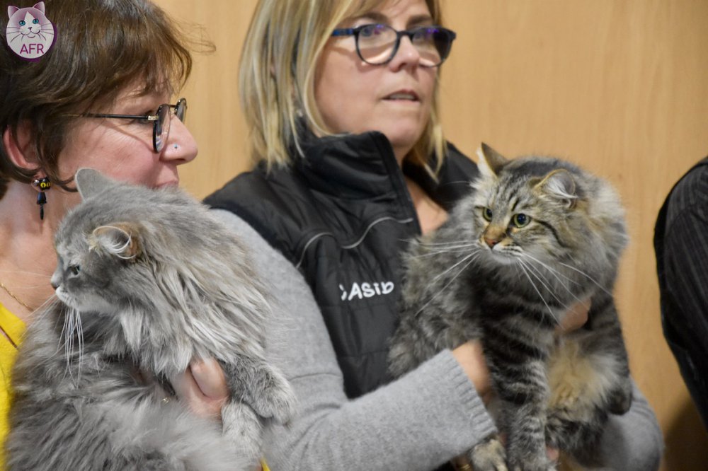 Exposition féline de Mortagne au Perche 2019