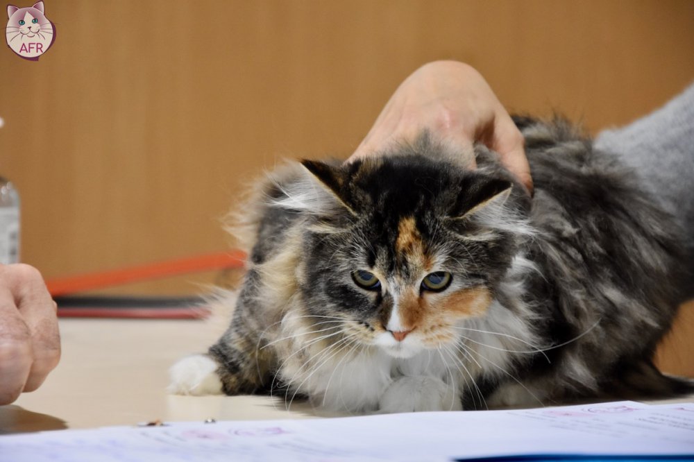 Exposition féline de Mortagne au Perche 2019