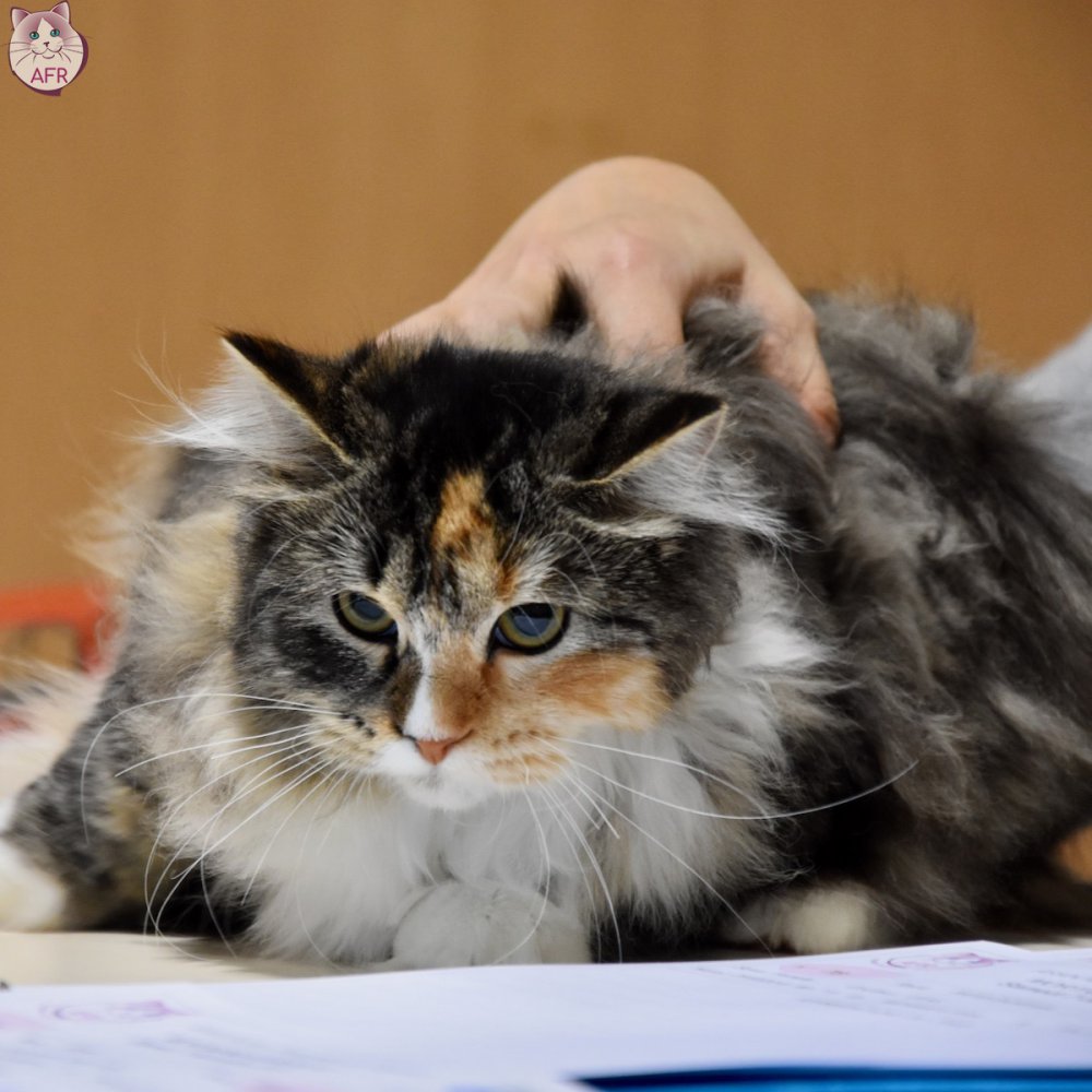 Exposition féline de Mortagne au Perche 2019