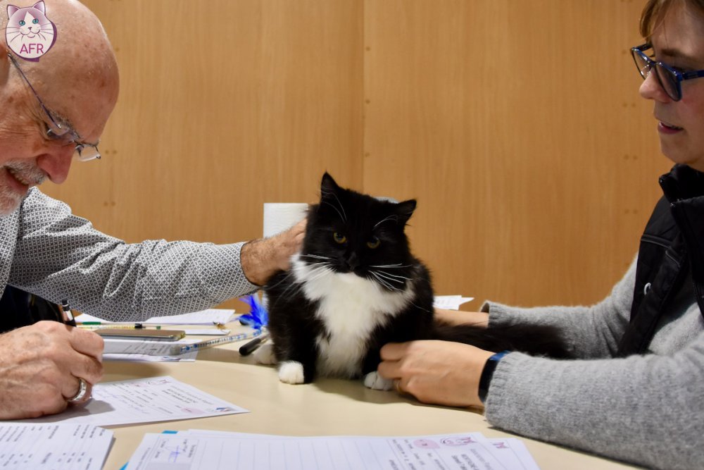 Exposition féline de Mortagne au Perche 2019