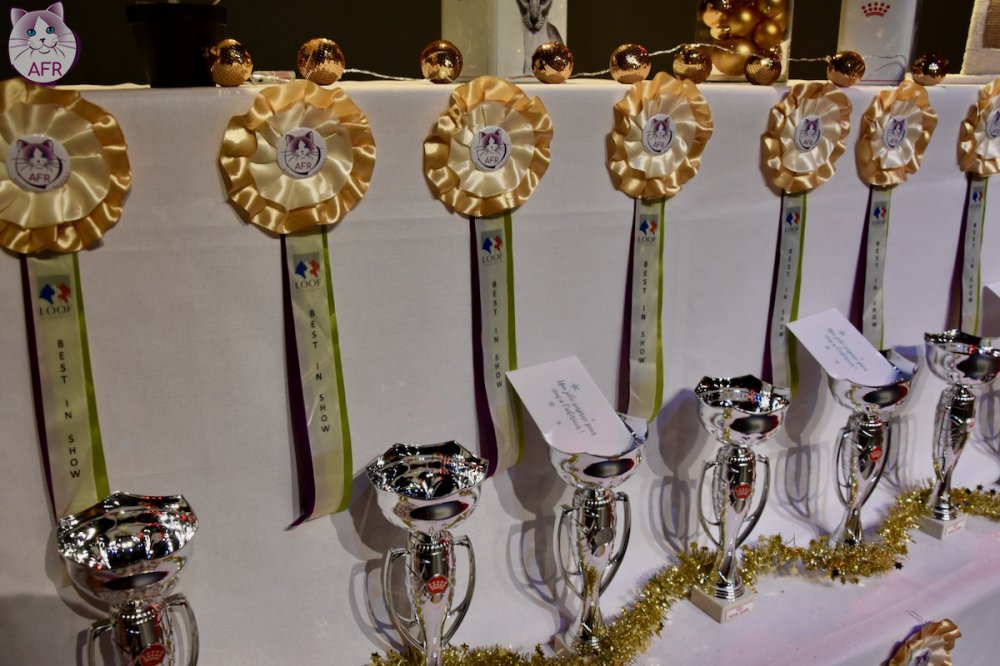 Exposition féline de Mortagne au Perche 2019