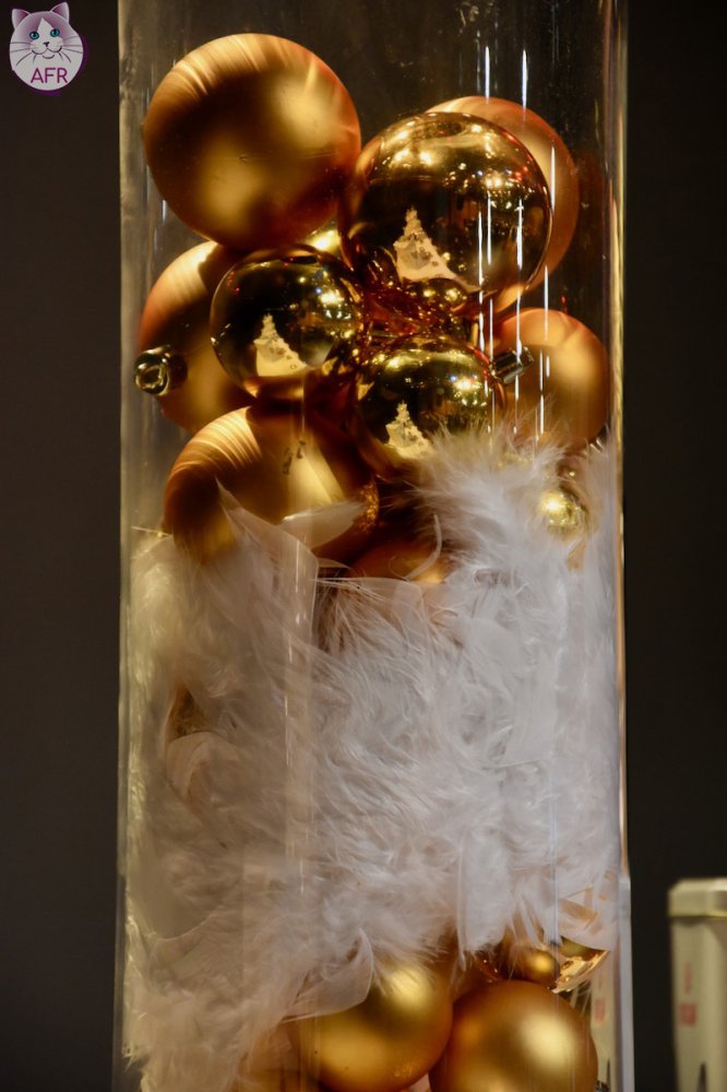 Exposition féline de Mortagne au Perche 2019