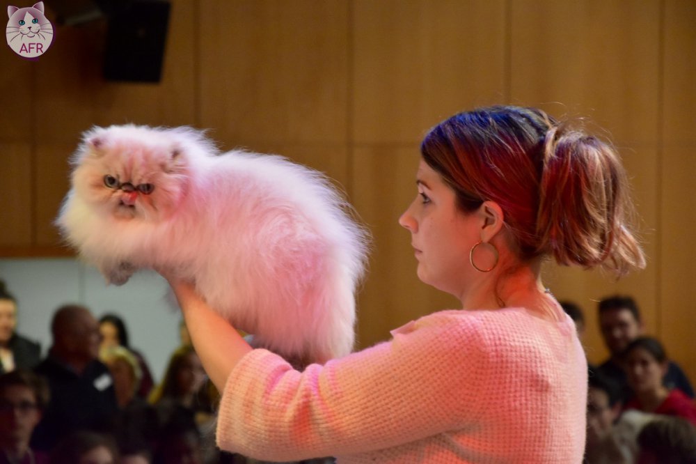 Exposition féline de Mortagne au Perche 2019