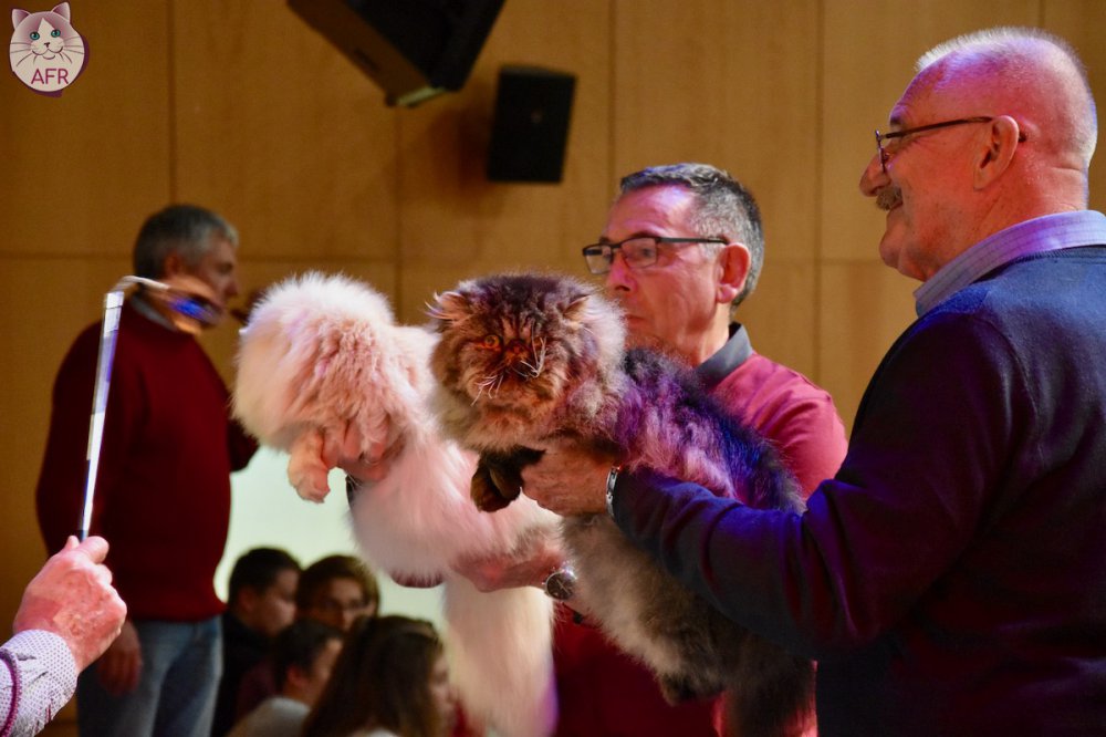 Exposition féline de Mortagne au Perche 2019