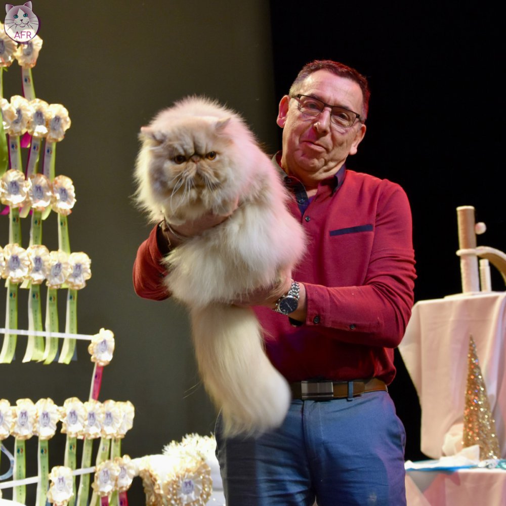 Exposition féline de Mortagne au Perche 2019