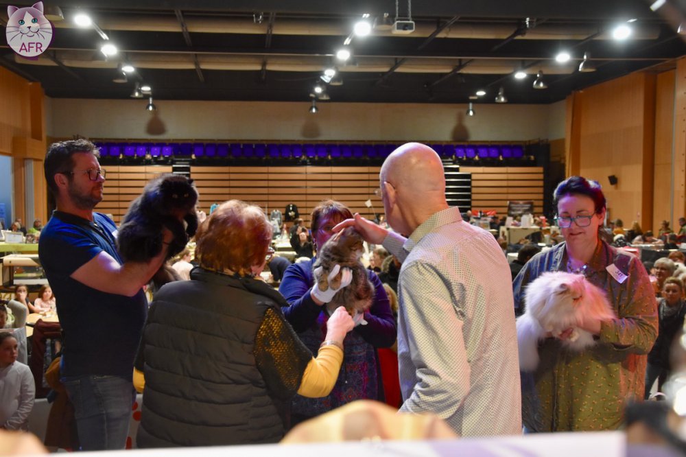 Exposition féline de Mortagne au Perche 2019