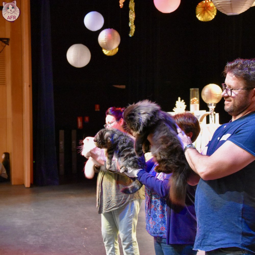 Exposition féline de Mortagne au Perche 2019