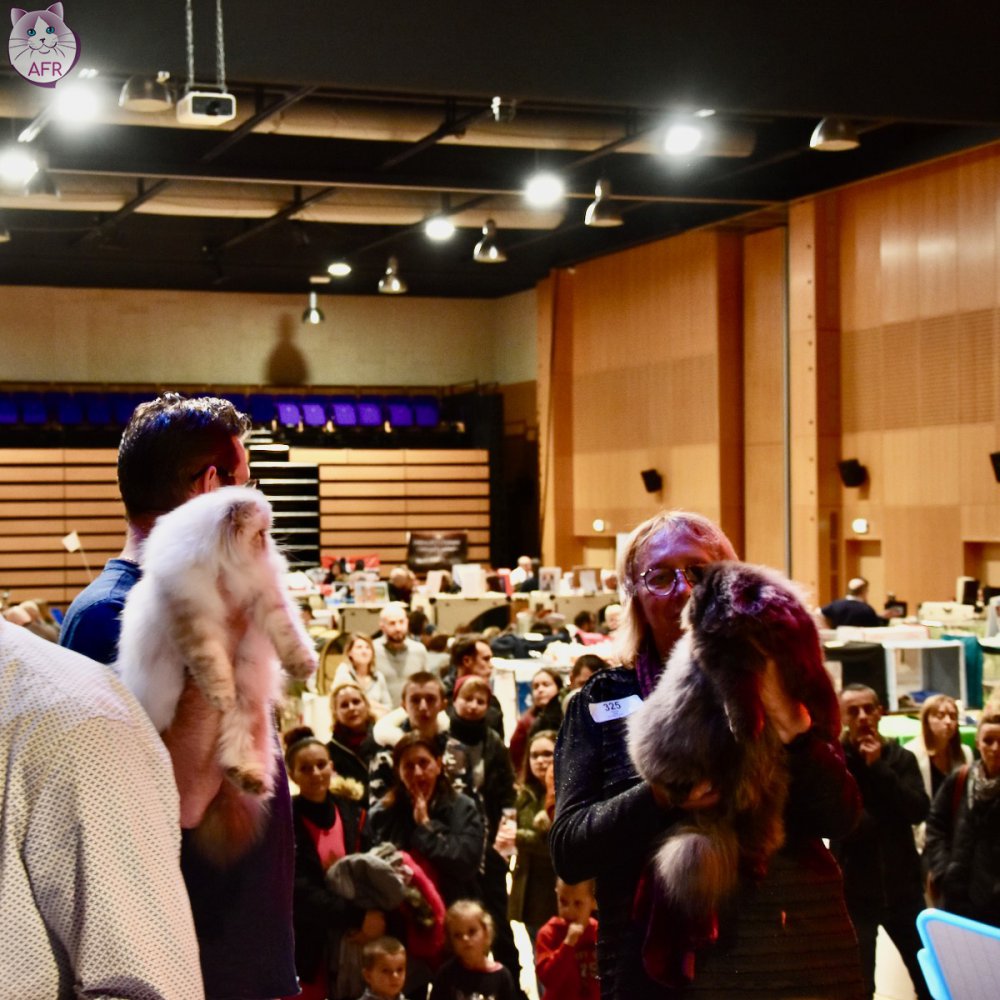 Exposition féline de Mortagne au Perche 2019